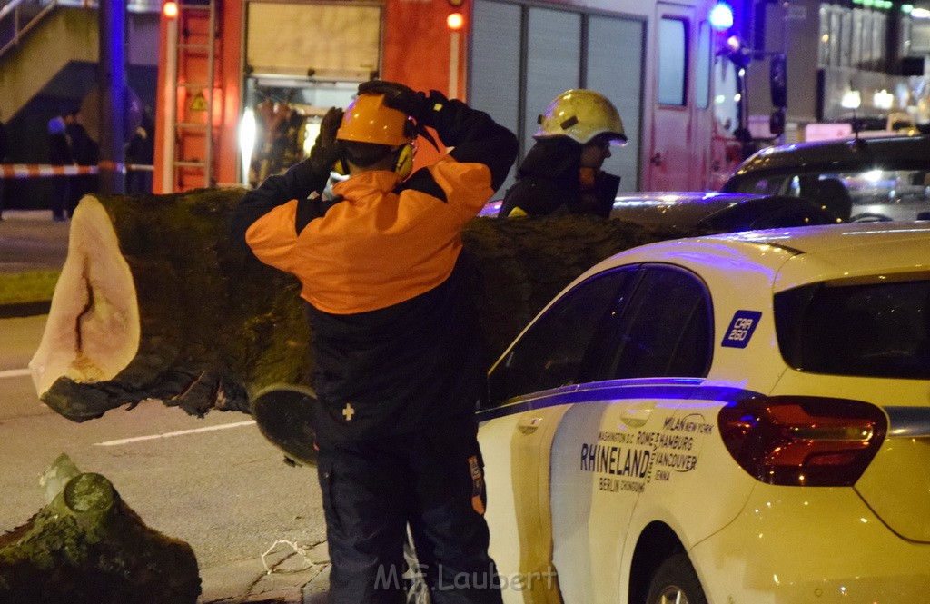 Baum auf PKWs Koeln Mitte Rheinuferstr Goldgasse P067.JPG - Miklos Laubert